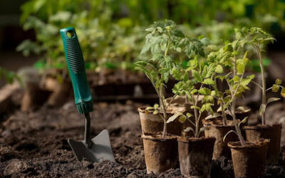 Florida Soil and Paver Installation: What Port St Lucie and Treasure Coast Homeowners Need to Know